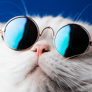 Meet your Posher, Maximo